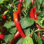 Mike’s Pepper Seeds Red chili peppers growing on a plant with green leaves