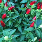 Mike’s Pepper Seeds Red chili peppers growing on a plant with green leaves