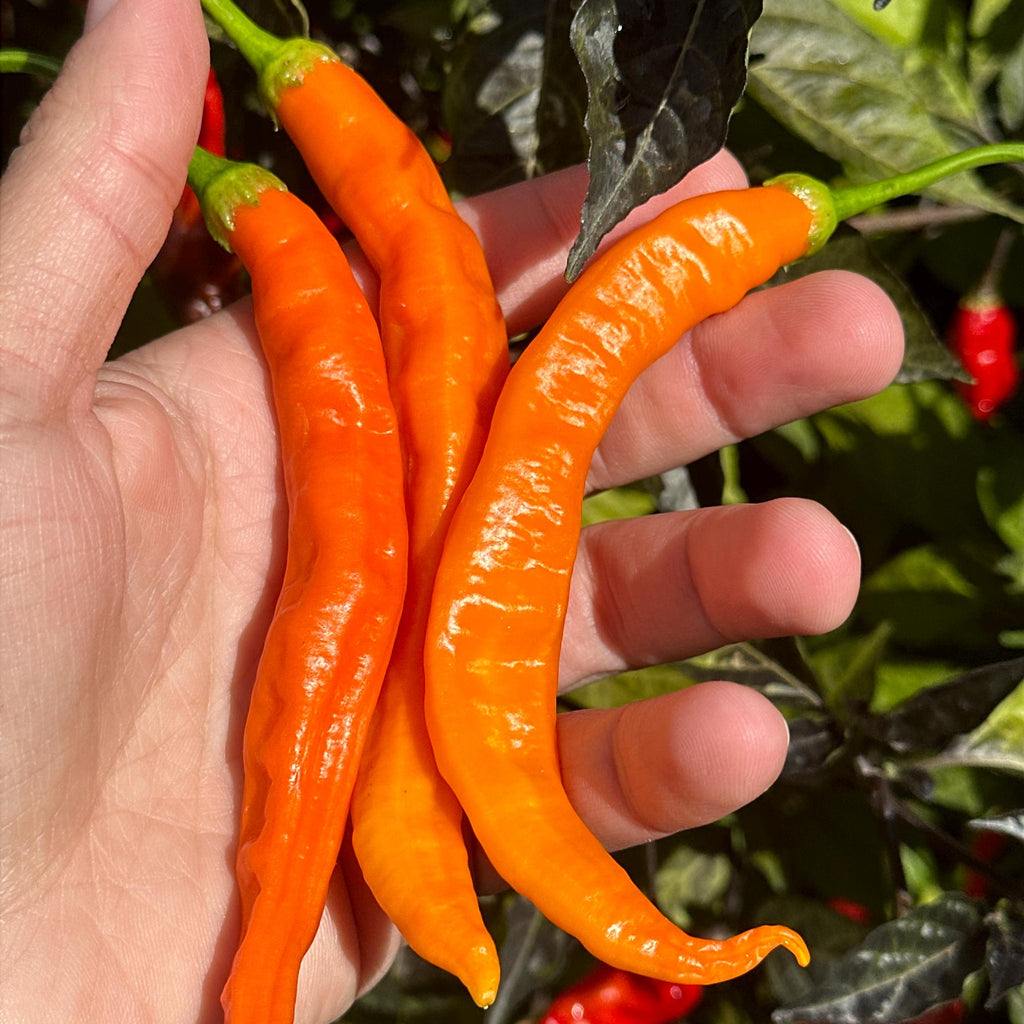 Mike’s Pepper Seeds  Hand holding three orange chili peppers with a blurred chili pepper background