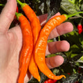 Mike’s Pepper Seeds  Hand holding three orange chili peppers with a blurred chili pepper background