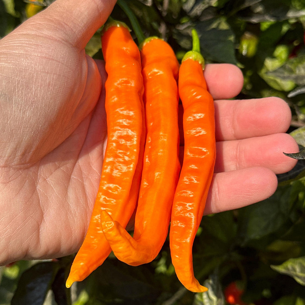 Mike’s Pepper Seeds   Hand holding three orange chili peppers with a blurred green plant background