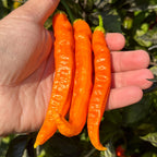 Mike’s Pepper Seeds   Hand holding three orange chili peppers with a blurred green plant background