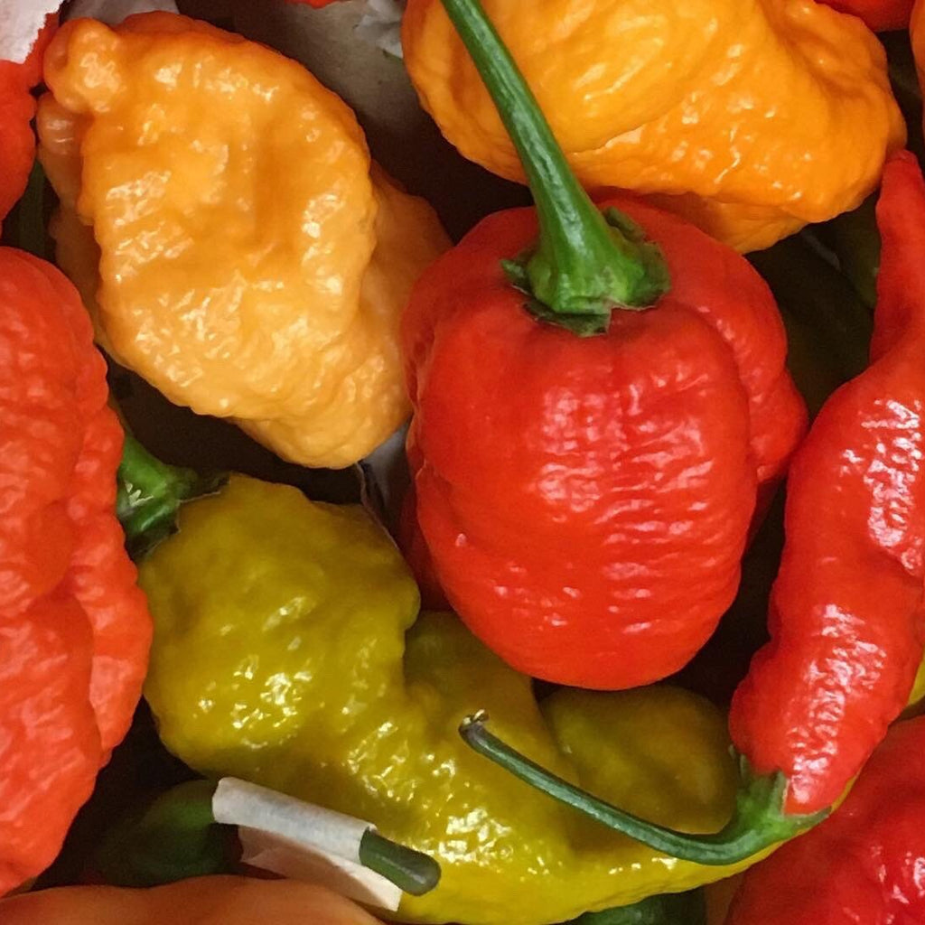 Mikes pepper seeds Close-up of colorful chili peppers with a focus on texture and color.