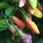 Mike’s Pepper Seeds Colorful purple and peach peppers hanging from a plant with green leaves