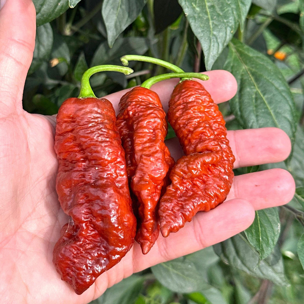 Mike’s Pepper Seeds  Three brown chili peppers held in a hand with green leaves in the background