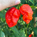 A close-up of a hand holding two bright red wrinkled chili peppers on a plant with green leaves.
