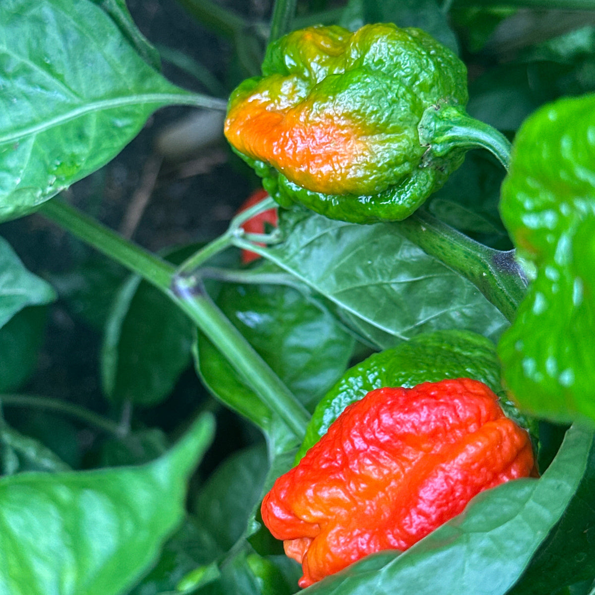 Rough, wrinkled Svarog peppers showing a green-to-red color gradient, growing on the plant among lush green leaves.