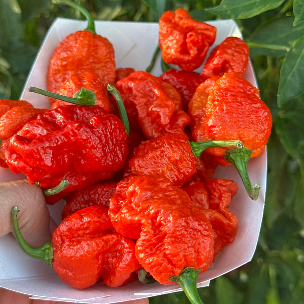 A hand holding a small white paper tray filled with bright red, wrinkled hot peppers, photographed outdoors against green leaves.