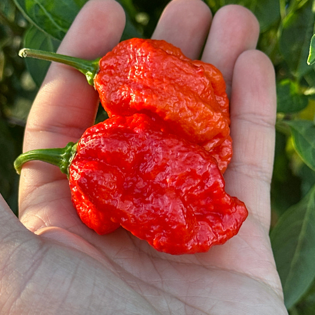 Two wrinkled, glossy red habanero peppers held in a person's hand, with green leaves and stems of the plant in the background.