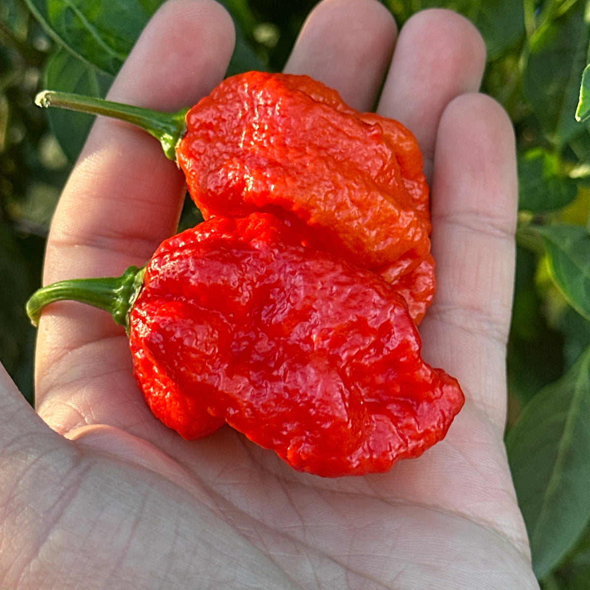Two wrinkled, glossy red habanero peppers held in a person's hand, with green leaves and stems of the plant in the background.