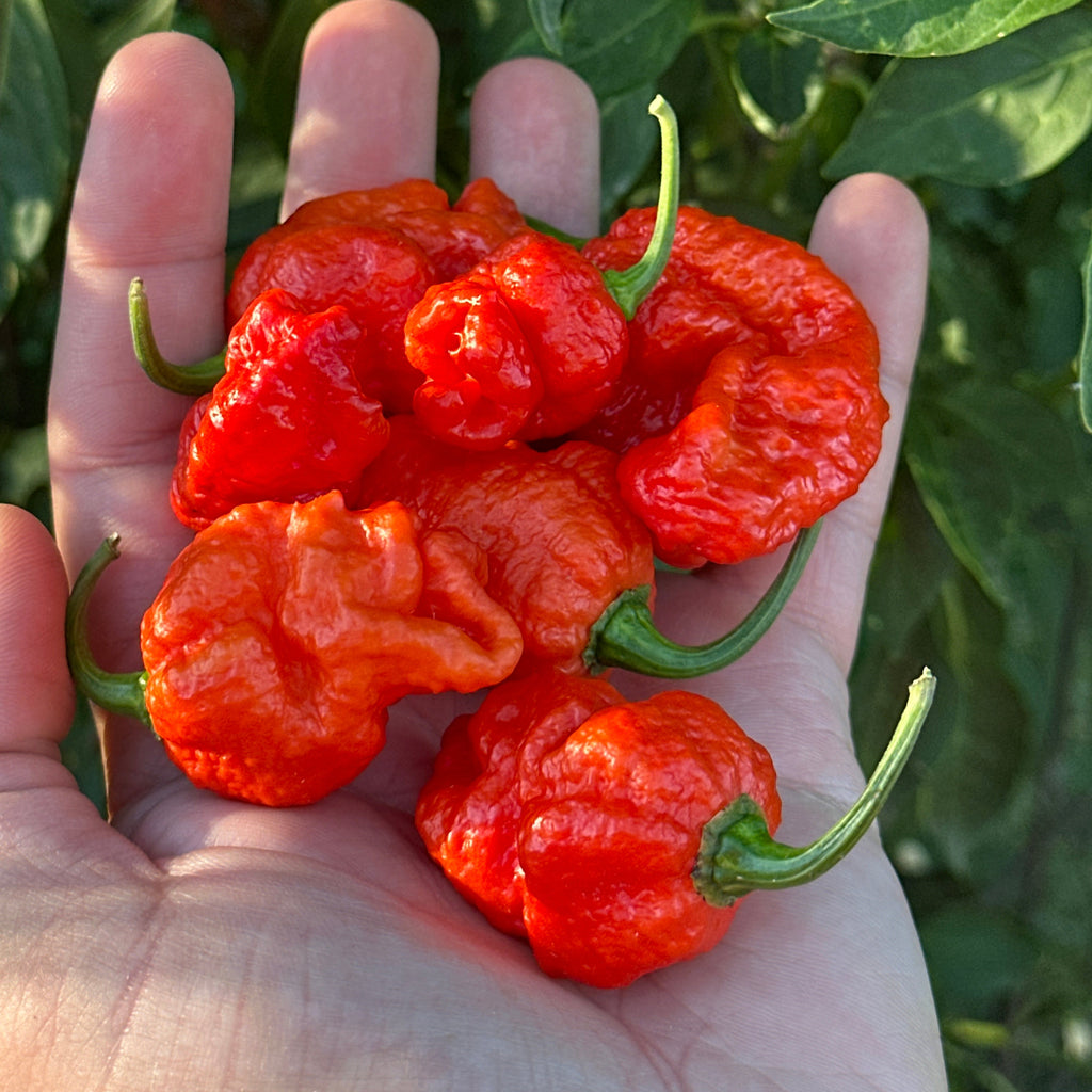 A close-up of a hand holding several bright red, wrinkled hot peppers with green stems, set against green leaves.