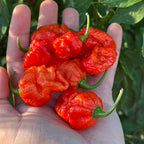 A close-up of a hand holding several bright red, wrinkled hot peppers with green stems, set against green leaves.