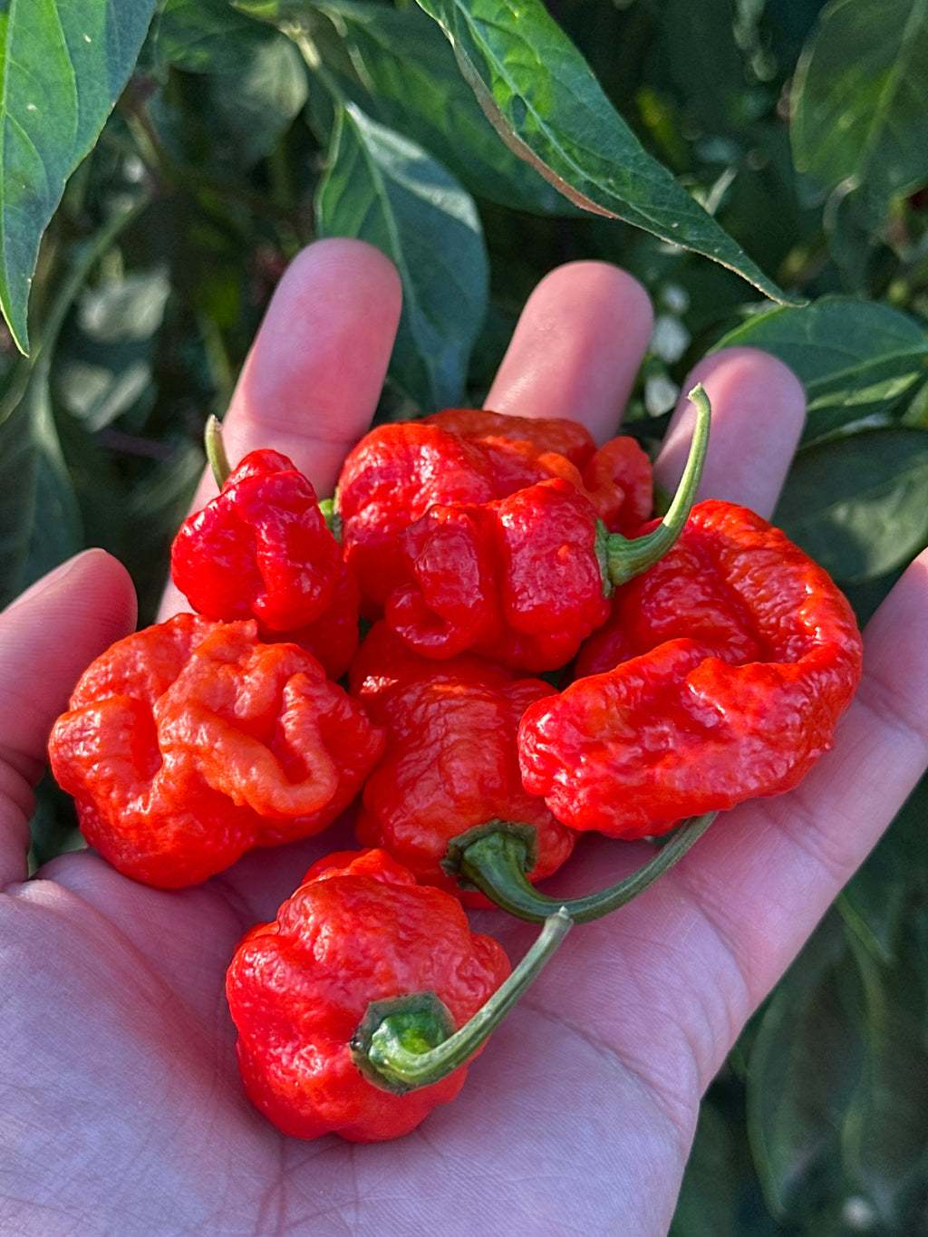 A hand holding several bright red, wrinkled habanero peppers with green stems, set against a background of green leaves.
