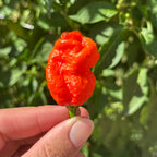 A close-up of a bright orange-red wrinkled chili pepper held between fingers against a blurred green leafy plant background.