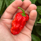 A hand holding a bright red, wrinkled hot pepper with a green stem, set against a background of green plant leaves.