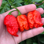 Three wrinkled, bright red hot peppers with green stems held in a person's hand, with green foliage in the background.