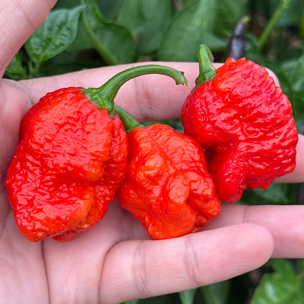 Three bright red, wrinkled hot peppers held in a person's hand against a background of green garden leaves.