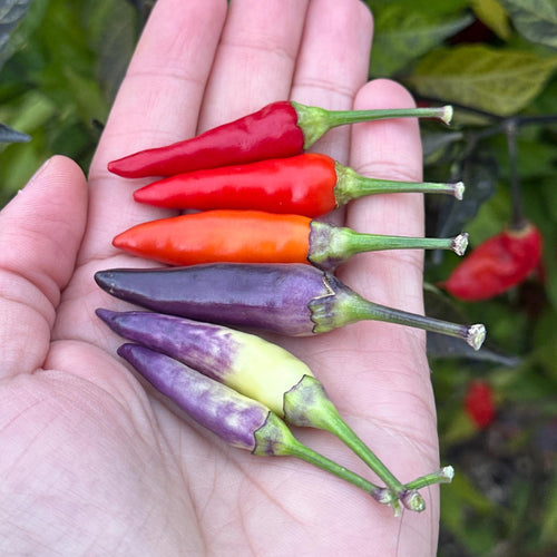 Mike’s Pepper Seeds   Hand holding a variety of colorful chili peppers with a blurred green plant background