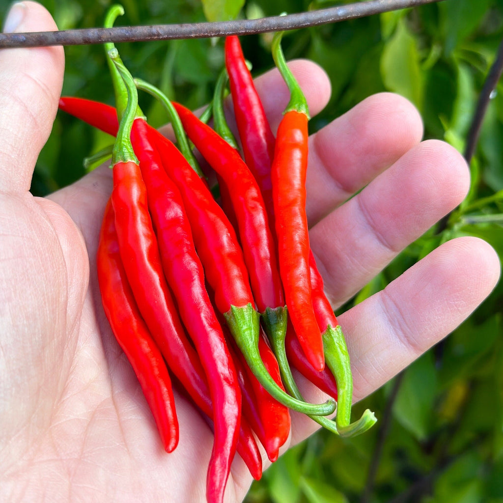 Mike’s Pepper Seeds   Hand holding a bunch of red chili peppers with a green leafy background