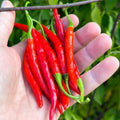 Mike’s Pepper Seeds   Hand holding a bunch of red chili peppers with a green leafy background