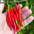 Mike’s Pepper Seeds   Hand holding a bunch of red chili peppers with a green leafy background