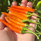 A hand holding a cluster of bright orange chili peppers with green stems, photographed outdoors against green leaves.