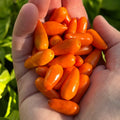 Mike’s Pepper Seeds  Hand holding a bunch of bright orange chili peppers with a green leafy background