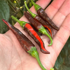 Mike’s Pepper Seeds   Hand holding a cluster of brow and red chili peppers with a blurred natural background