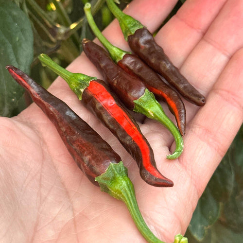 Mike’s Pepper Seeds   Hand holding a cluster of brow and red chili peppers with a blurred natural background
