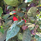 Mike’s Pepper Seeds Red peppers growing on a plant with green and white variegated  leaves