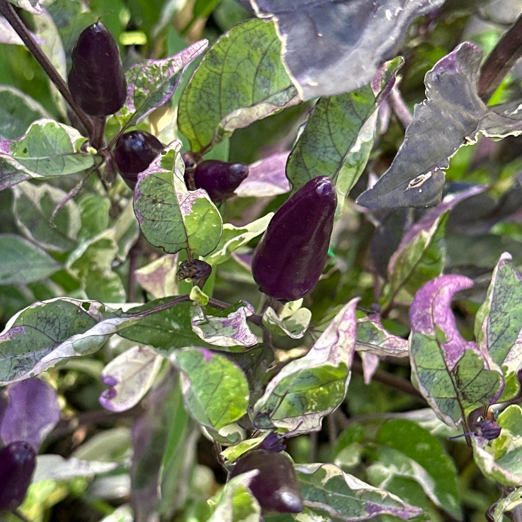 Mike’s Pepper Seeds   Purple peppers growing among green leaves