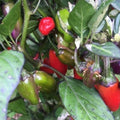 Mike’s Pepper Seeds   Red and green peppers growing on a plant with leaves.