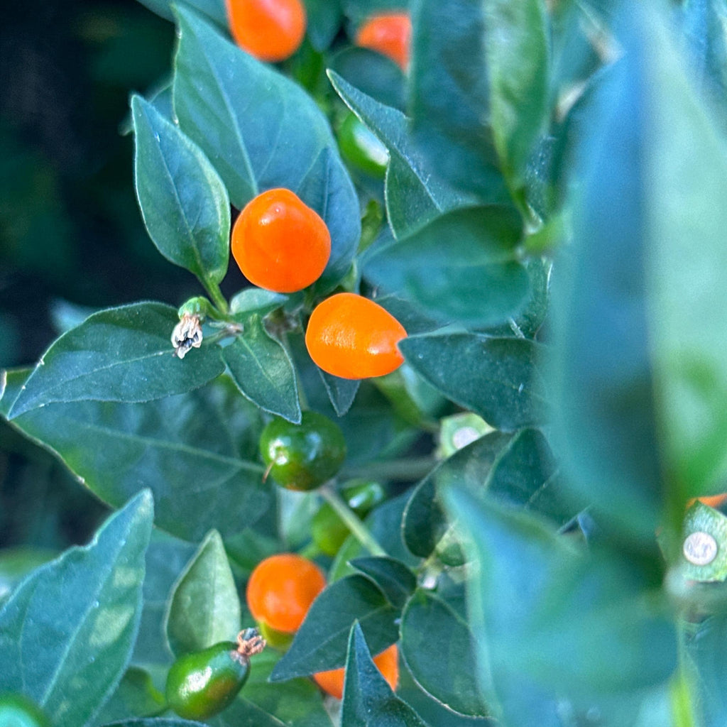 Mike’s Pepper Seeds  Close-up of orange peppers  on a green plant