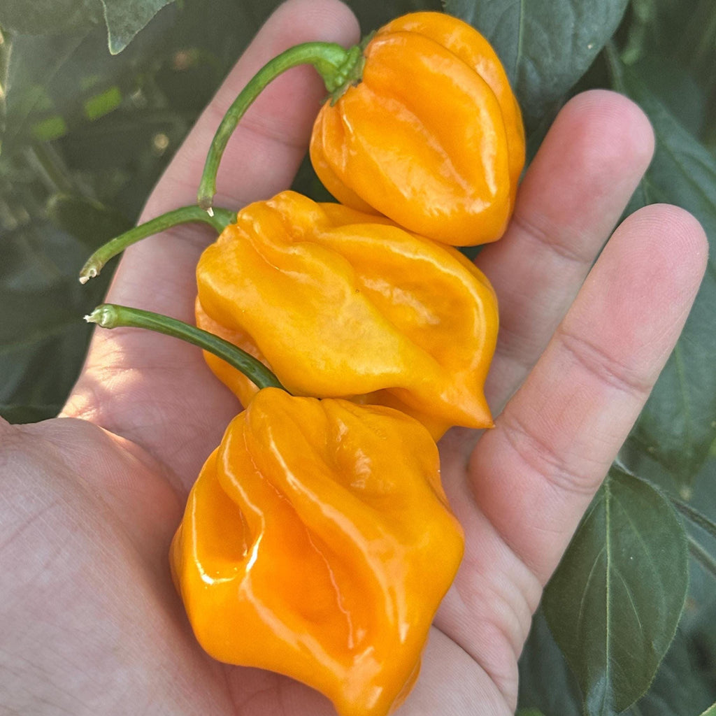 Mike’s Pepper Seeds Hand holding three bright Yellow peppers with green stems against a blurred green leafy background