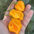 Mike’s Pepper Seeds Hand holding three bright Yellow peppers with green stems against a blurred green leafy background
