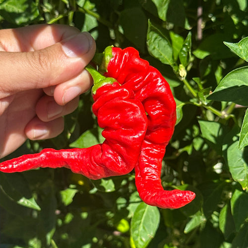 A close-up of a hand holding a bright red, highly wrinkled chili pepper growing on a leafy green plant.