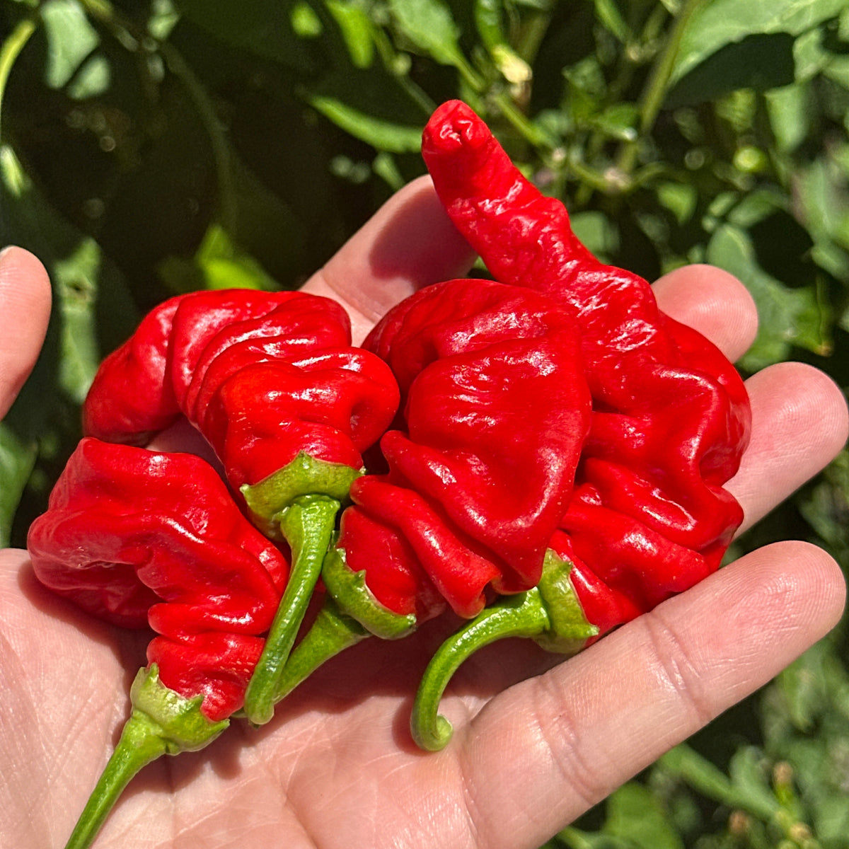 A close-up of a hand holding several bright red, wrinkled chili peppers with green stems, photographed outdoors against green foliage.