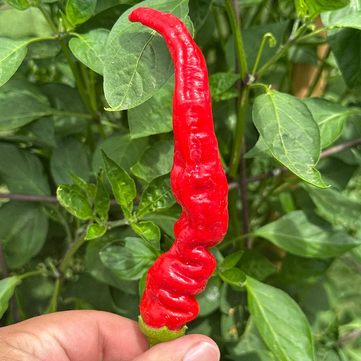A bright red, highly wrinkled chili pepper hanging from a plant, held by a person's hand against a background of green leaves.