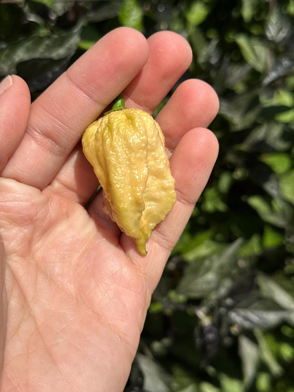JPGS x GYPOB (Cream) F5 Pepper Seeds -  Jays Peach Ghost Scorpion x Ghost Yaki Purple Orange Big 20+ Super Hot Pepper Seeds