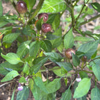 Filius Blue Pepper Seeds: Colorful Hot Peppers (20+ Seeds)