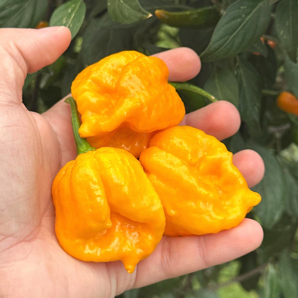 Yellow Brain Strain  Pepper Seeds -  20+ Hot Pepper Seeds