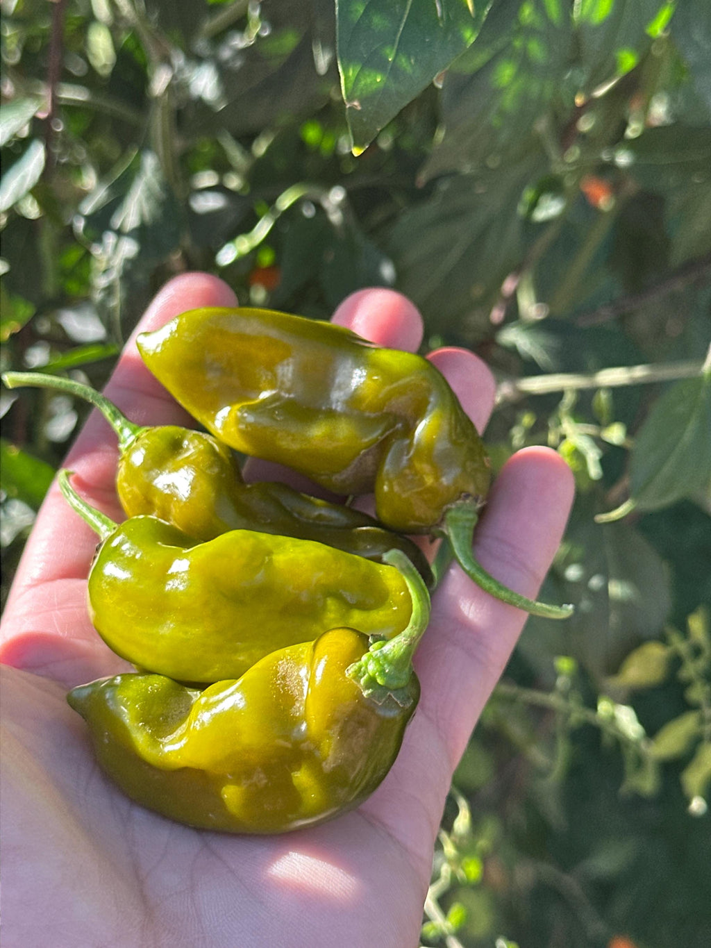 Green Ghost Pepper Seeds - 20+ Super Hot Seeds