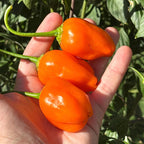 Jamy Pepper Seeds – Capsicum Baccatum (20+ Seeds)