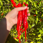 Corbaci Pepper Seeds – Turkish Sword, Sweet & Crunchy (20+ Seeds)