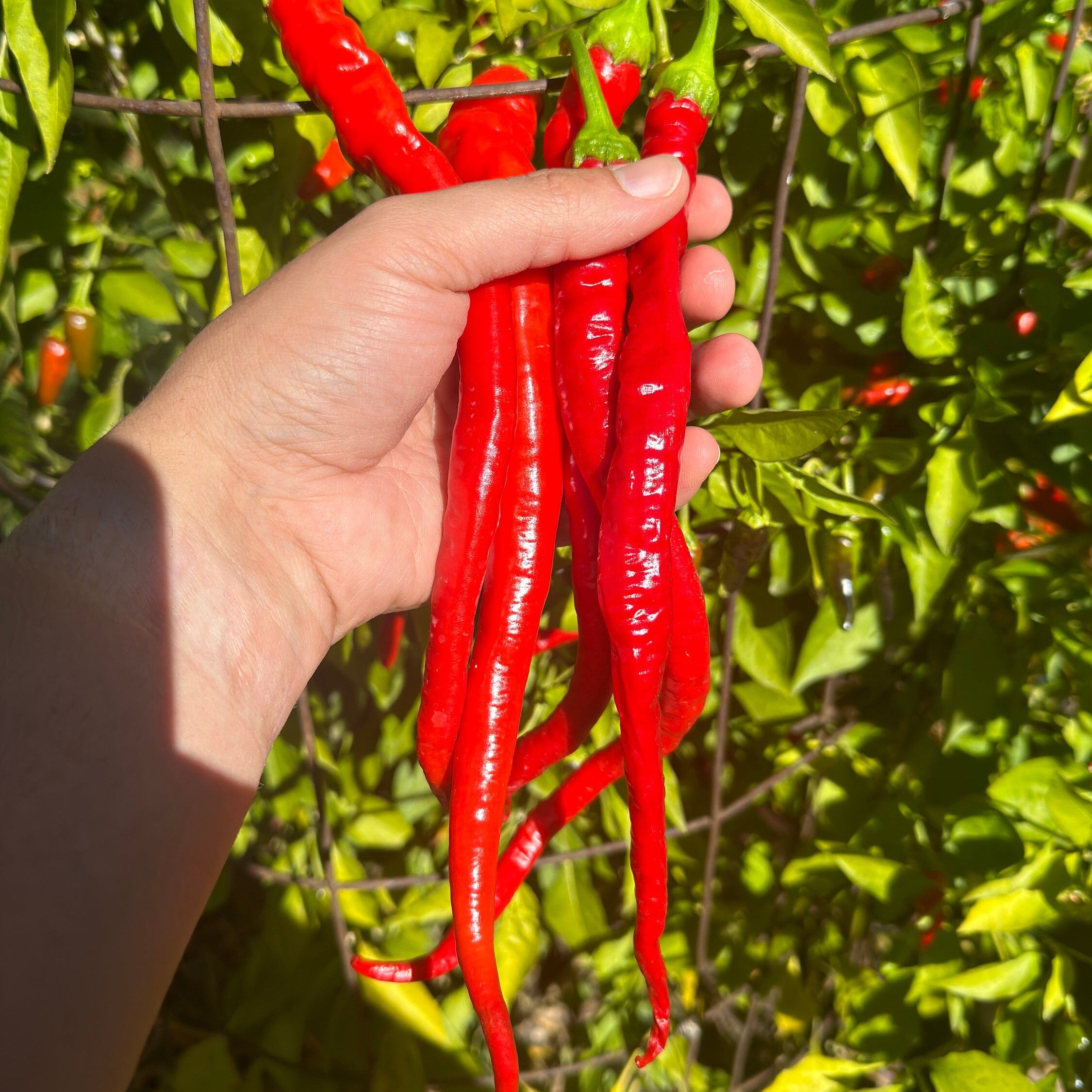 Corbaci Pepper Seeds – Turkish Sword, Sweet & Crunchy (20+ Seeds)