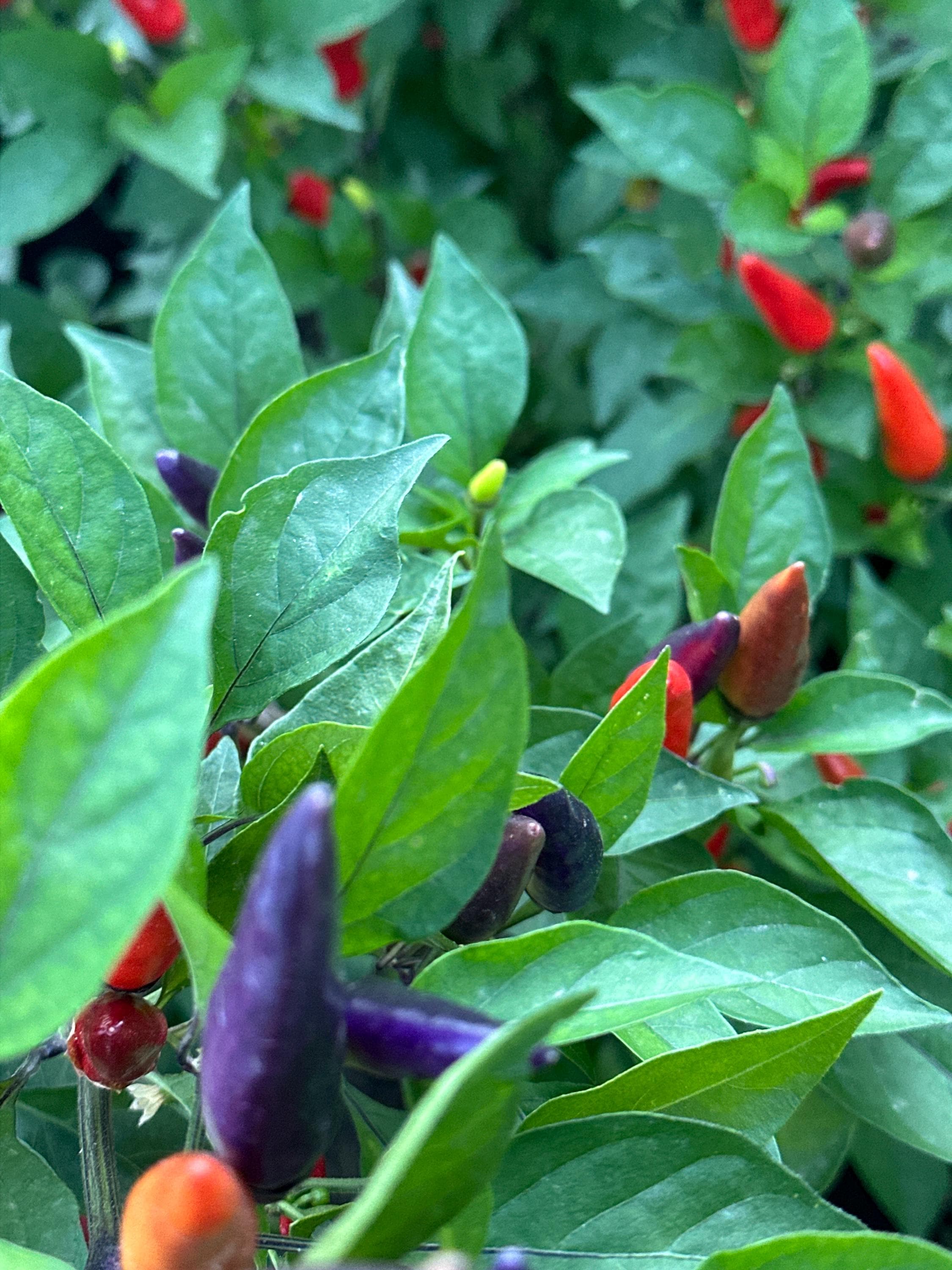 Tabasco Specialty Cross Pepper Seeds  -  20+ Pepper Seeds