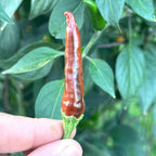 Variegated Chocolate  Space Chili Afterglow  Pepper Seeds -   20+ Pepper Seeds