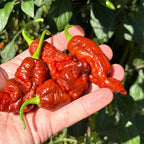 Svarog Chocolate F3 Pepper Seeds - 20+ Super Hot