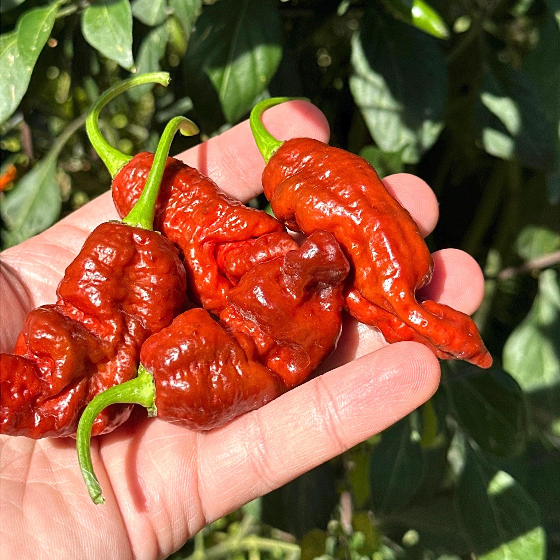 Svarog Chocolate F3 Pepper Seeds - 20+ Super Hot