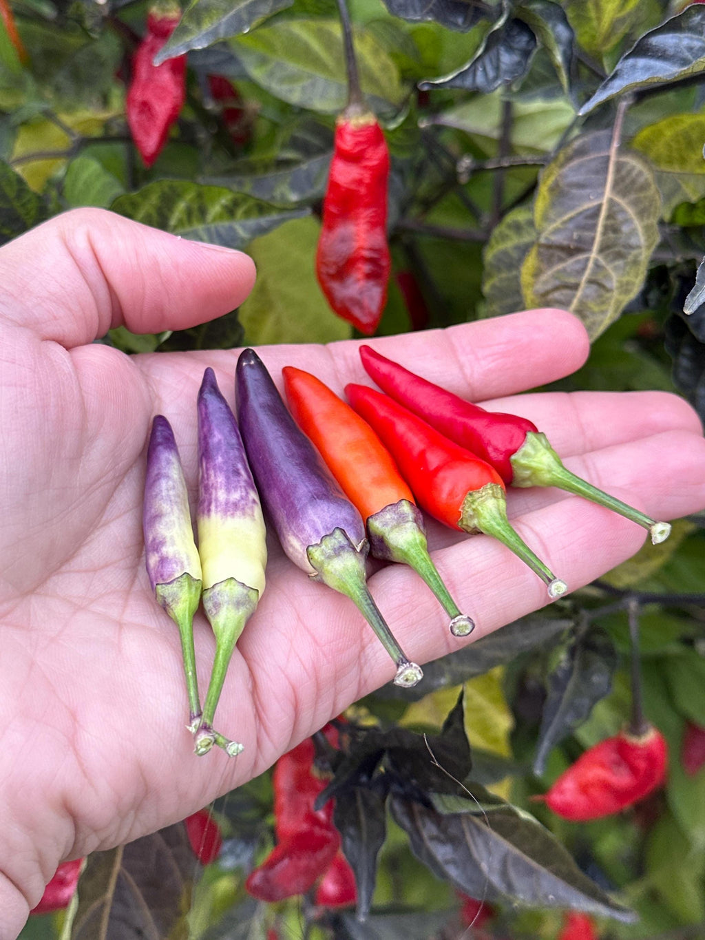 Tabasco Specialty Cross Pepper Seeds  -  20+ Pepper Seeds